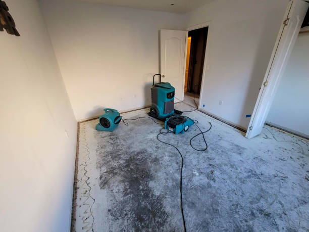 Best Professional water damage repair  in Jan Phyl Village, FL