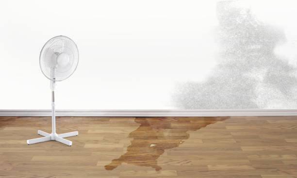 Best Water damage contractors near me  in Jan Phyl Village, FL
