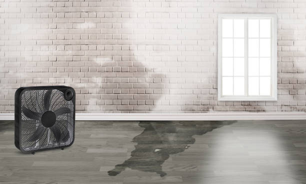 Best Basement water damage restoration  in Jan Phyl Village, FL